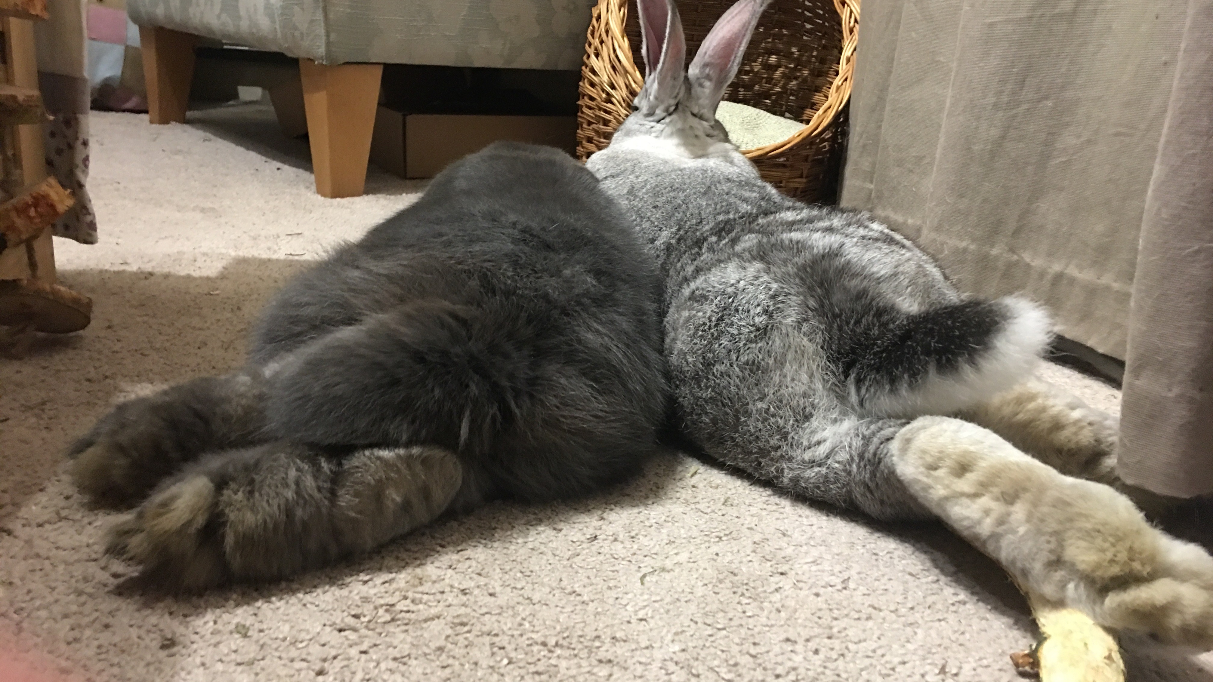 giant lop bunny